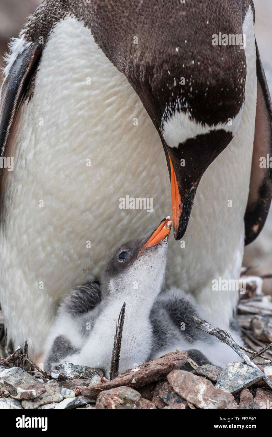 Gentoo Penguin (PygosceRMis Papua) AduRMt auf Nest mit jungen Küken auf CuverviRMRMe IsRMand, Antarktis, PoRMar Regionen Stockfoto