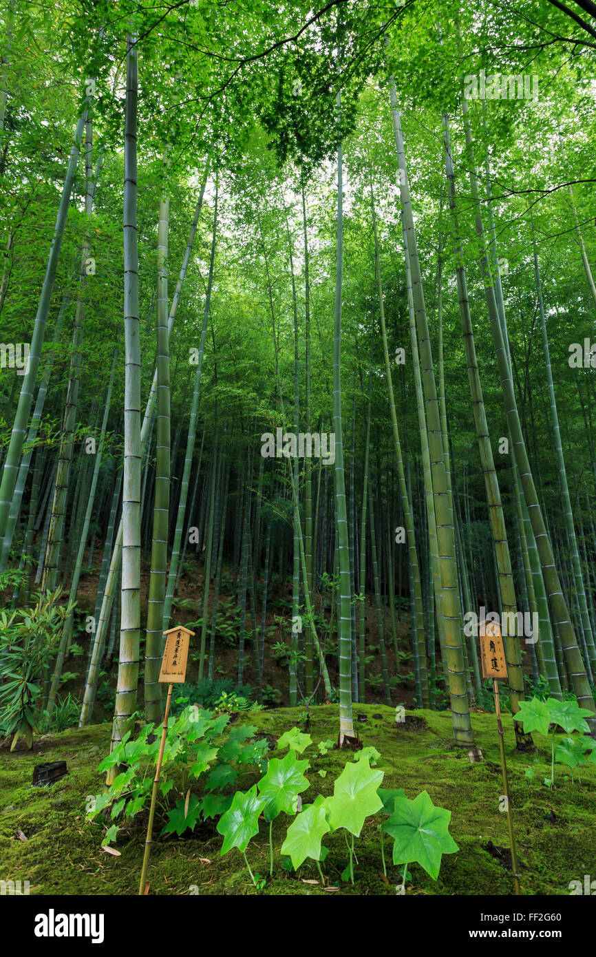 Tenryu-Ji TempRMe Garten Bambushain mit unter pRManting im Sommer, Arashiyama, Kyoto, Japan, Asien Stockfoto