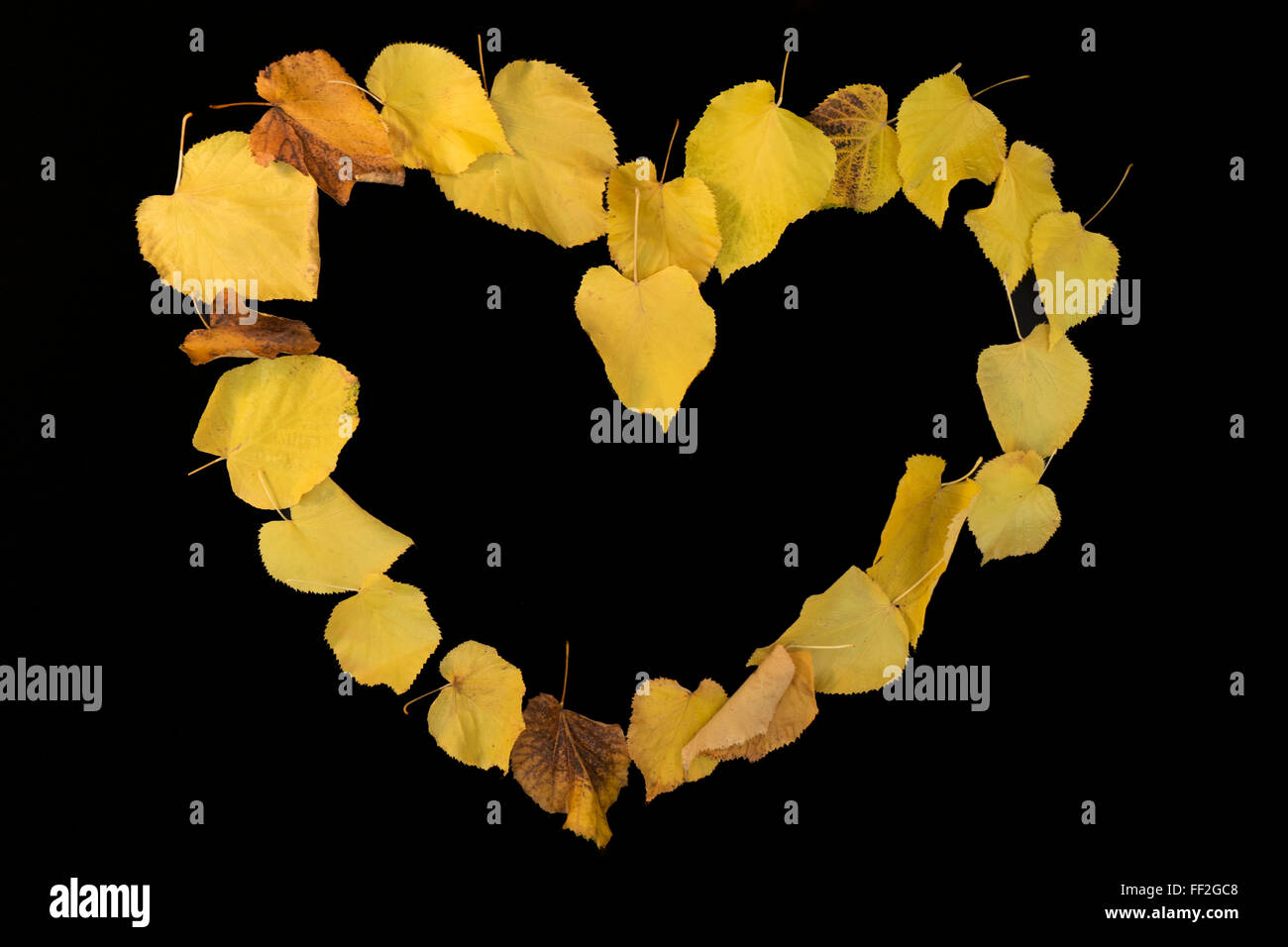 Herbstlaub in der Form eines Herzens auf schwarzem Hintergrund Stockfoto