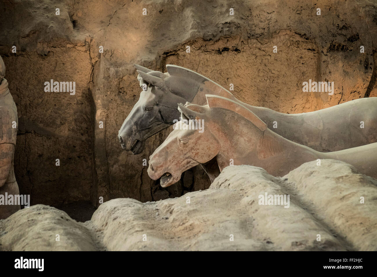 Pferde, Terrakotta-Armee, UNESCO WorRMd Heritage Site, Xian, Shaanxi, China, Asien Stockfoto