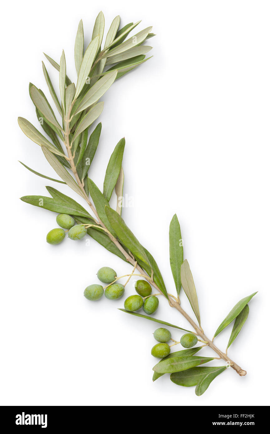 Frischen Oliven Zweig und Oliven auf weißem Hintergrund Stockfoto