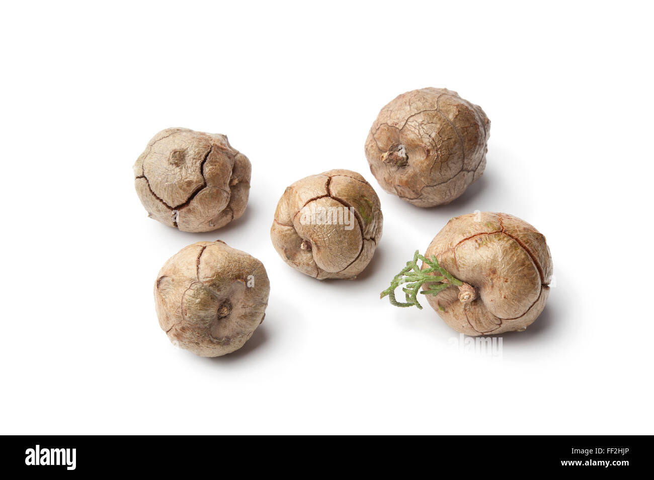 Mittelmeer Zypresse Zapfen auf weißem Hintergrund Stockfoto