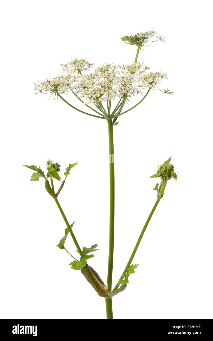 Frisches wild Angelica Blume auf weißem Hintergrund Stockfoto