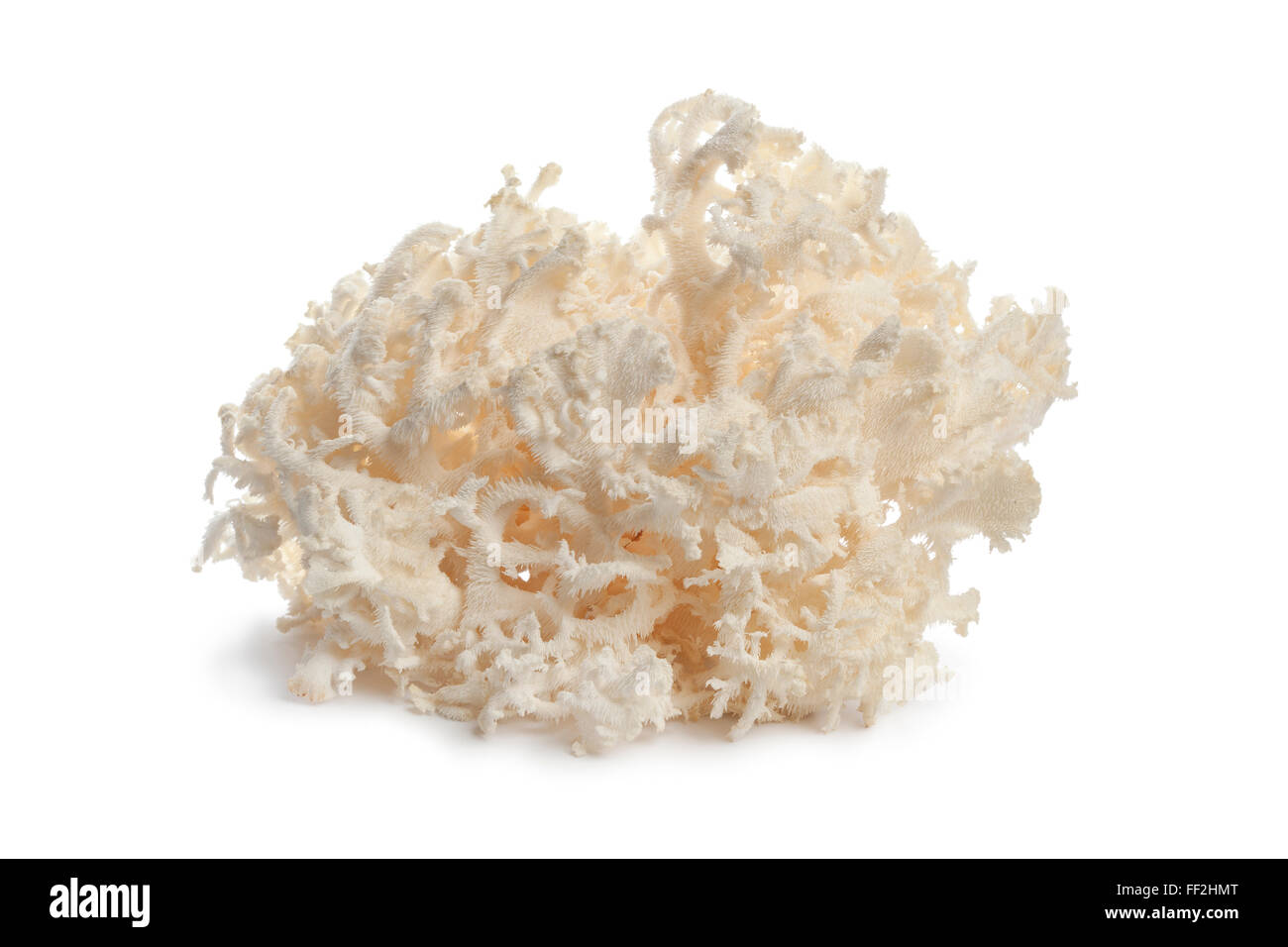 Frischen rohen weißen Korallen Pilz auf weißem Hintergrund Stockfoto