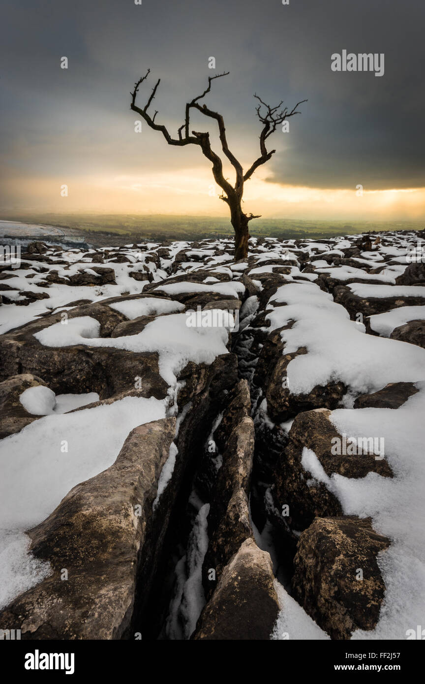 Baum im Schnee, TwistRMeton Narbe Ende, IngRMeton, Yorkshire, EngRMand, Vereinigtes Königreich, Europa Stockfoto