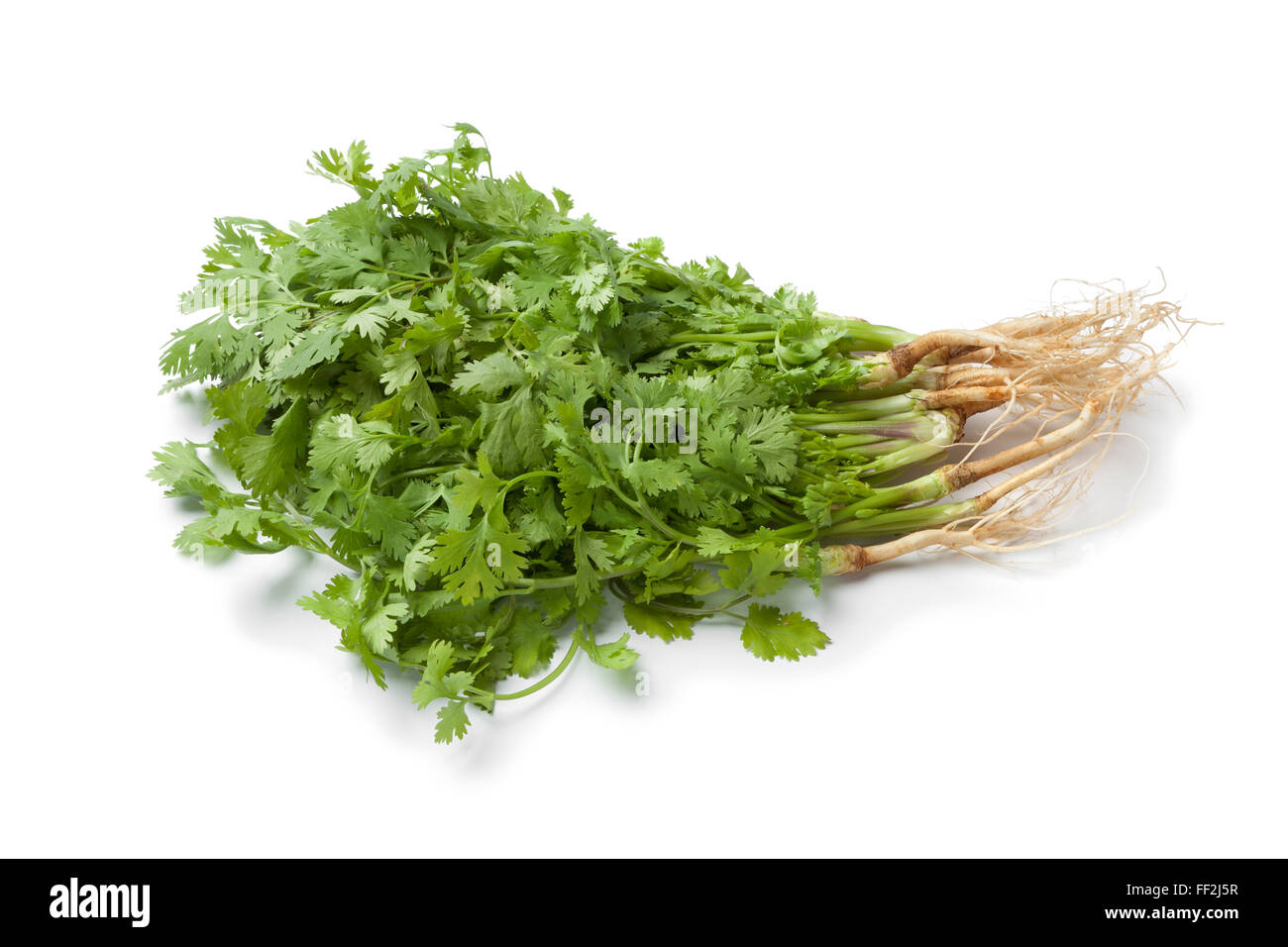 Frischer grüner Koriander mit Wurzeln auf weißem Hintergrund Stockfoto