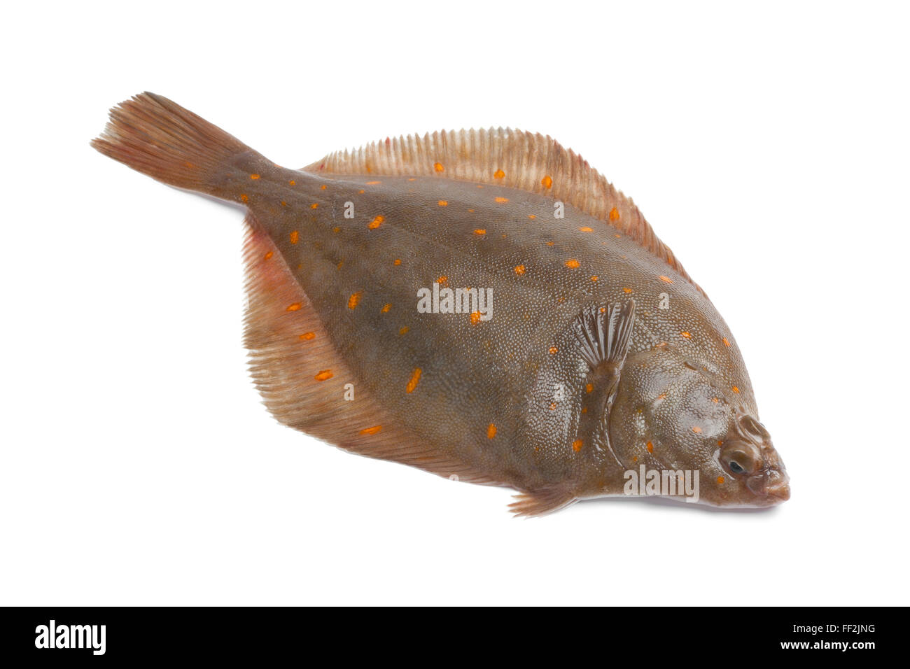 Ganze einzelne frische rohe Scholle Fisch auf weißem Hintergrund Stockfoto