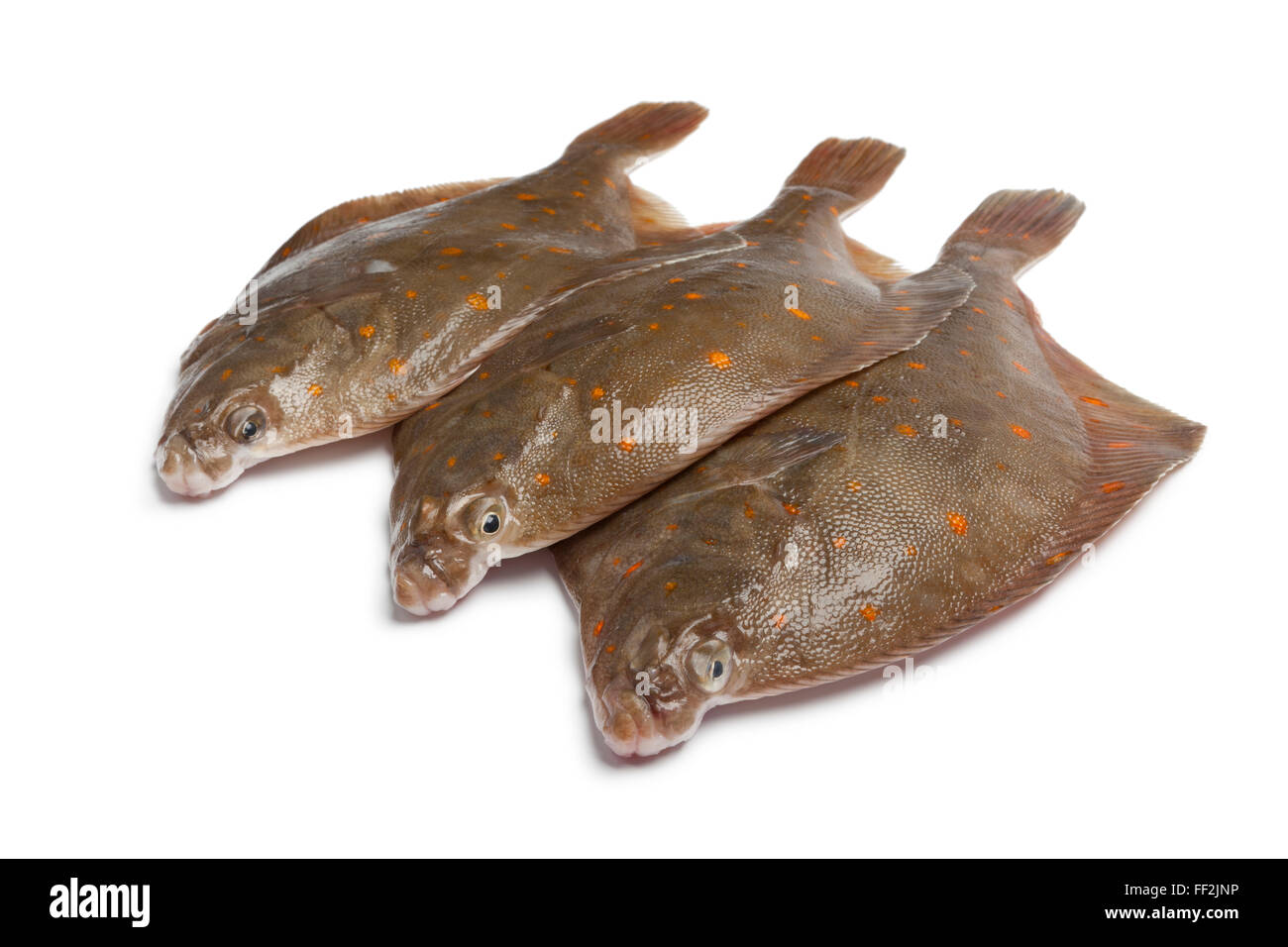 Frische rohe Scholle Fische auf weißem Hintergrund Stockfoto