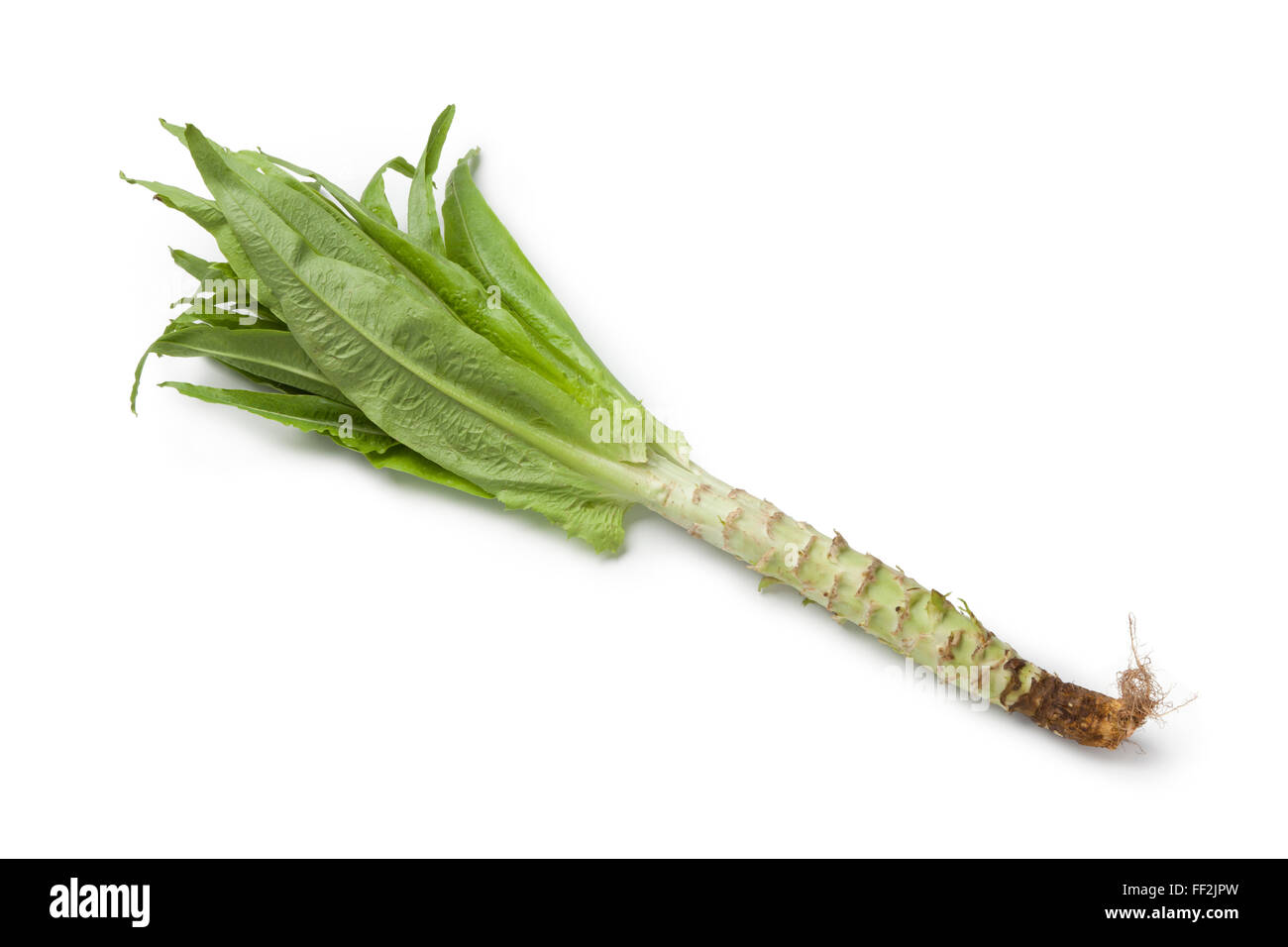 Frischer roher Stiel Salat auf weißem Hintergrund Stockfoto