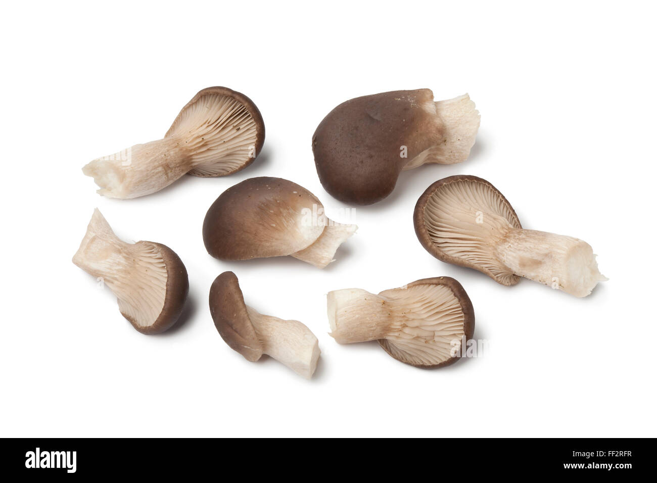 Neue gemeinsame Austernpilze auf weißem Hintergrund Stockfoto
