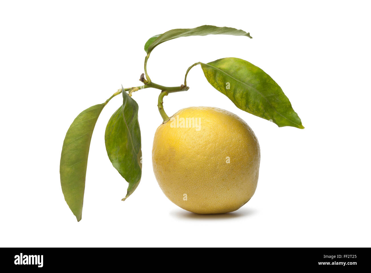 Gesamte Citrus Medica Obst auf weißem Hintergrund Stockfoto
