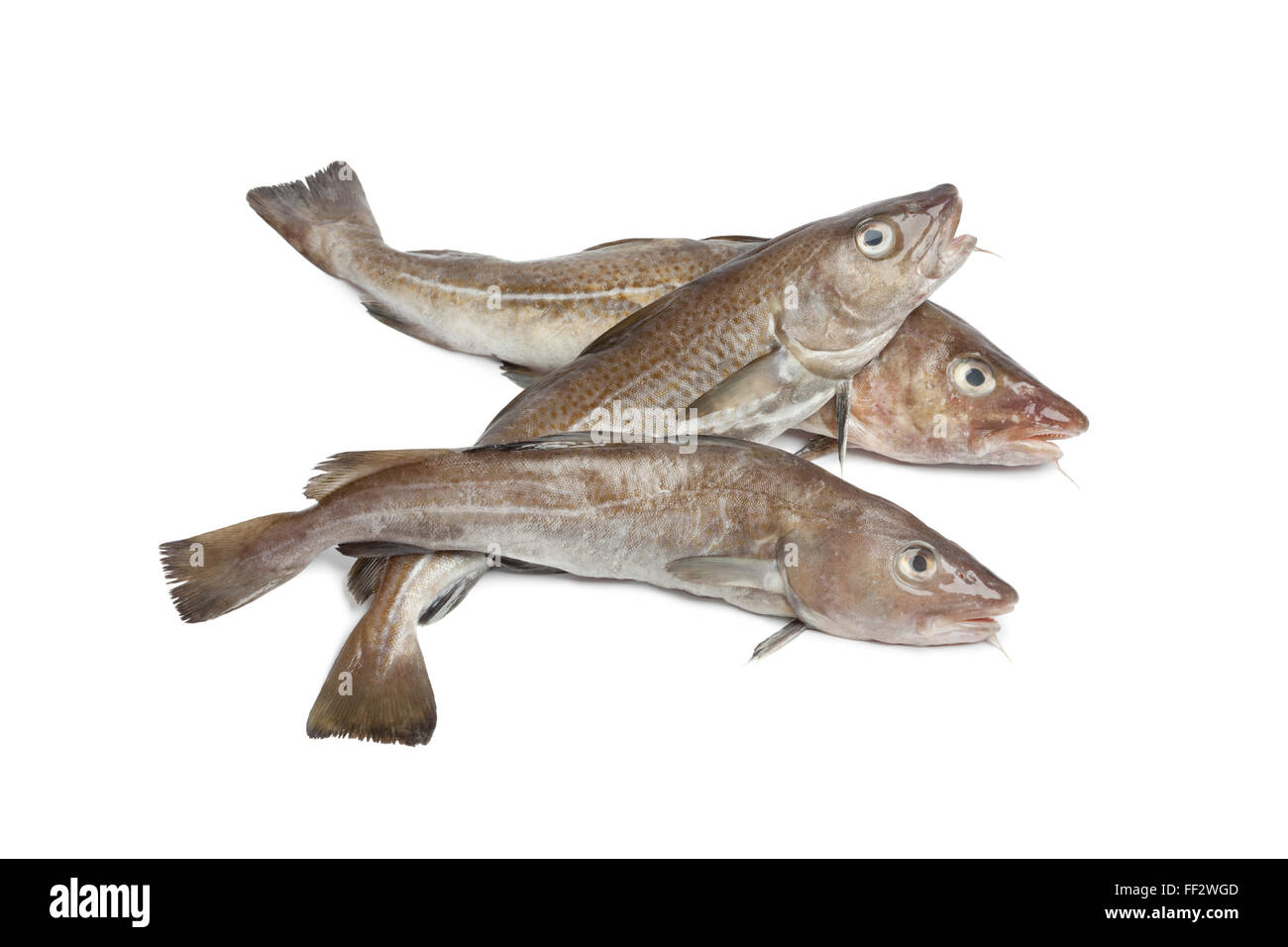 Frischer Kabeljau fischen auf weißem Hintergrund Stockfoto