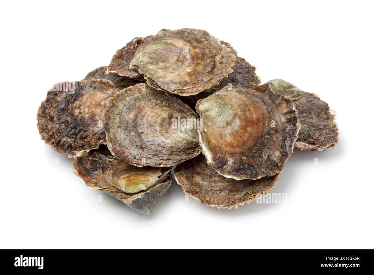 Frischen europäischen flache Austern auf weißem Hintergrund Stockfoto