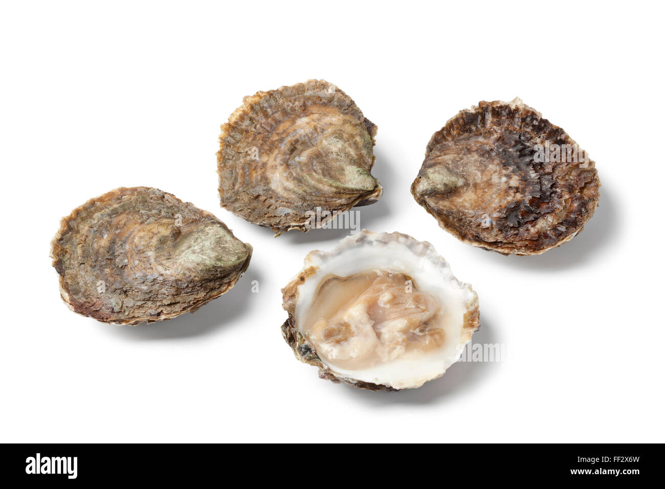 Frisch geöffnet und geschlossen europäischen flache Austern auf weißem Hintergrund Stockfoto