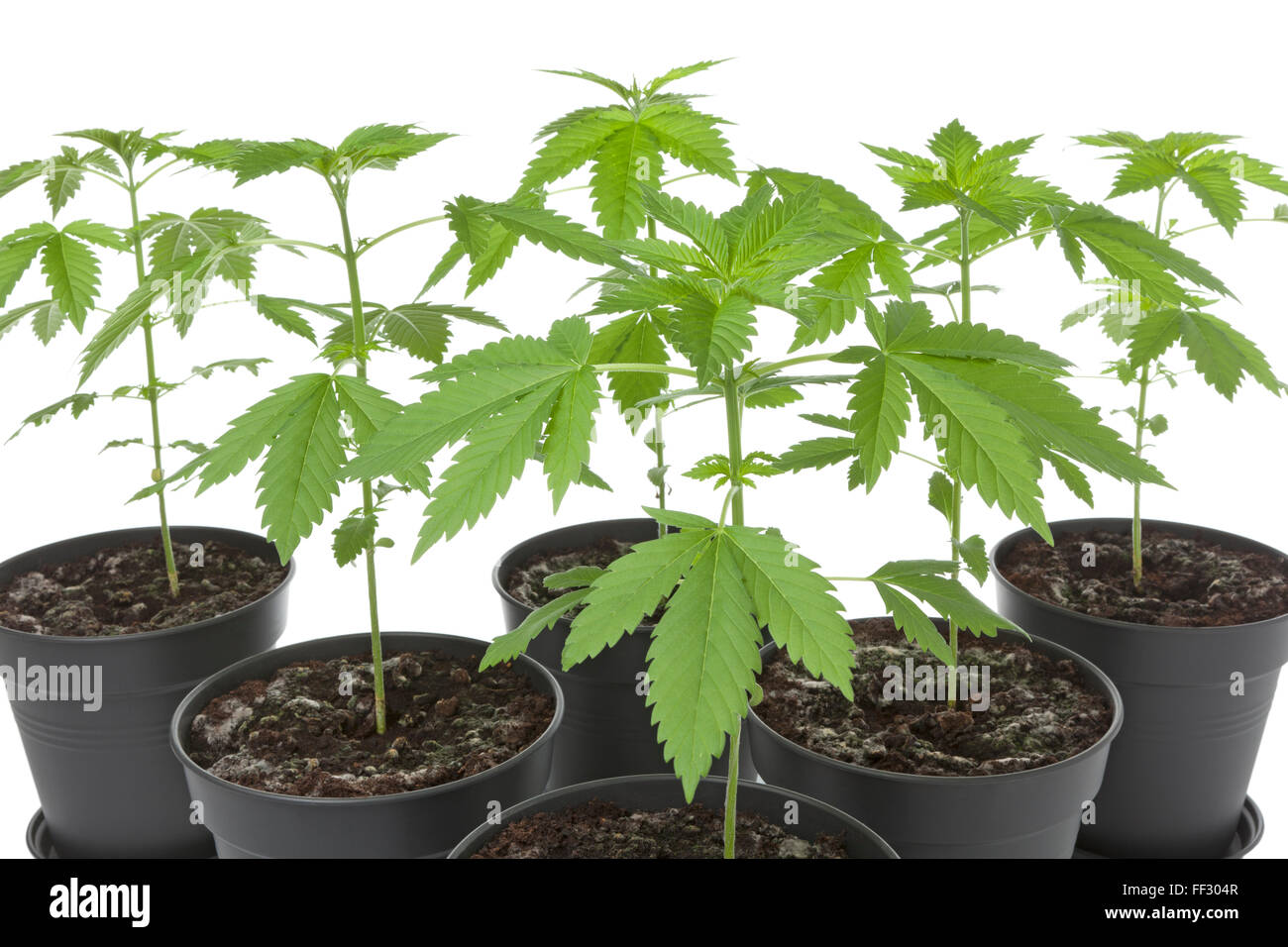 Marihuana-Pflanzen im Plastiktopf auf weißem Hintergrund Stockfoto