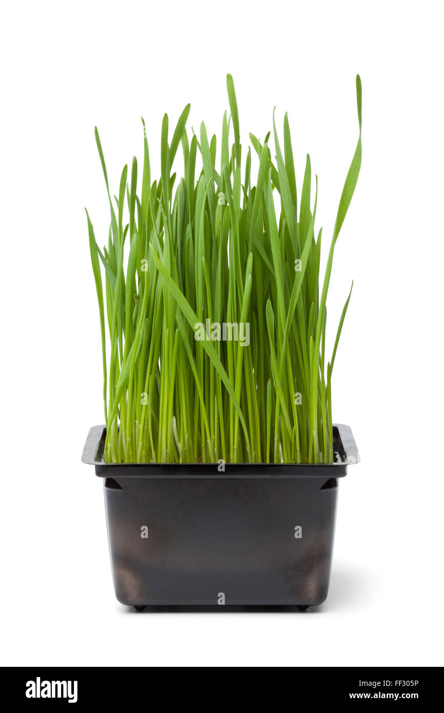 Bio Weizengras in Plastikbehälter auf weißem Hintergrund Stockfoto