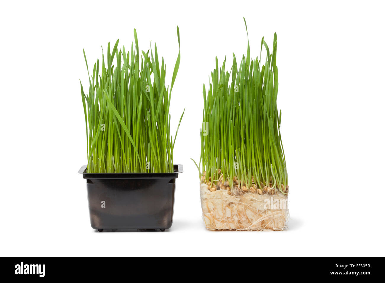 Bio Weizengras in Plastikbehälter auf weißem Hintergrund Stockfoto
