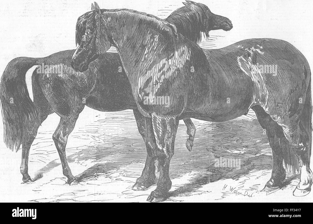Pferde Fergusons & Reads Hengste 1855. Illustrierte London News Stockfoto