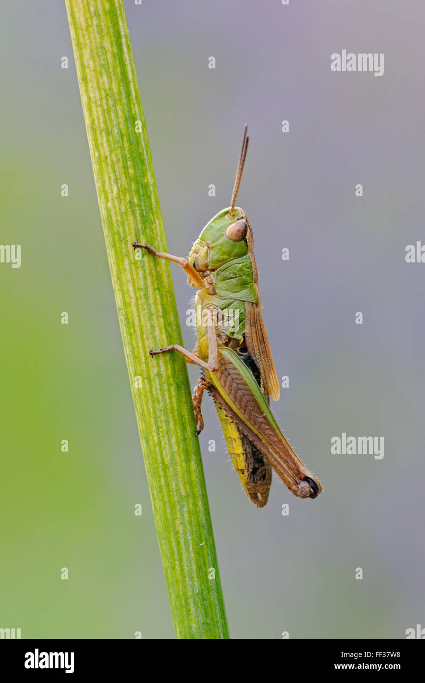 Wiese Grasshopper / Gemeiner Grashuepfer ( Chorthippus parallelus ) ruht auf einem Grasstamm, detaillierte Nahaufnahme, sauberer Hintergrund, Tierwelt, Europa. Stockfoto