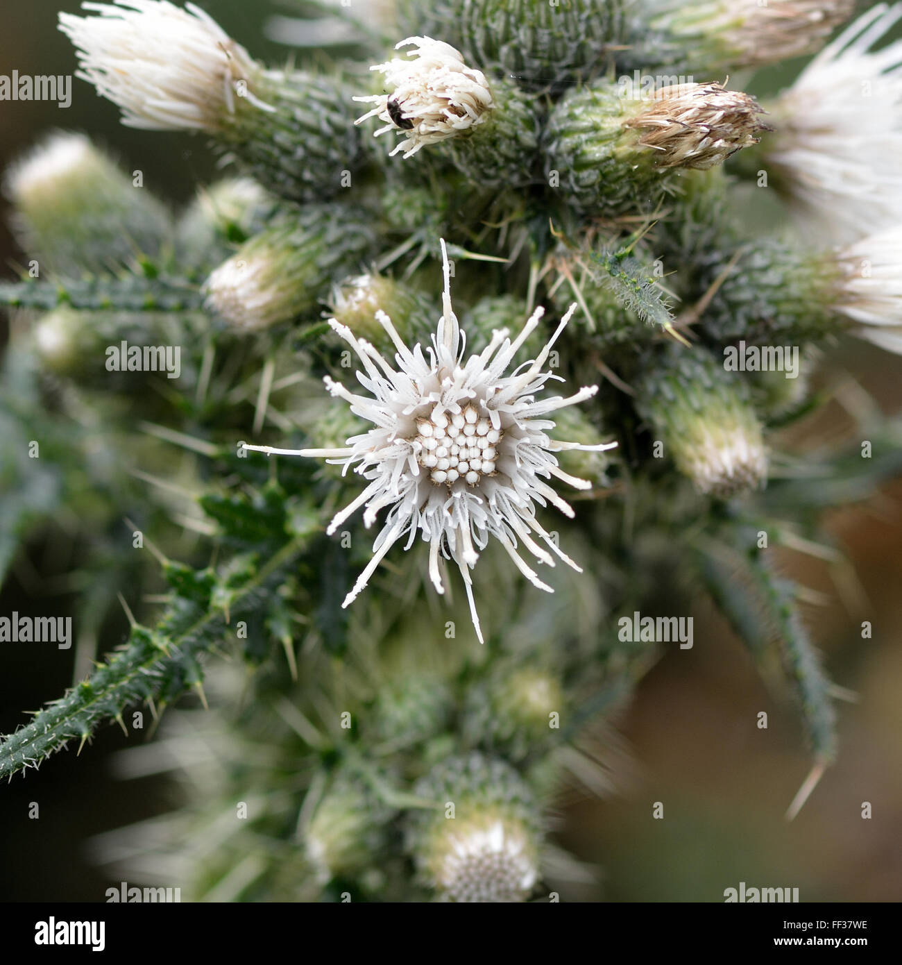 marsh distel cirsium palustre weie blume ein beispiel fr die gelegentlich weie form dieser pflanze in der familie der korbbltler - Korbblutler Beispiele marsh distel cirsium palustre weie blume ein beispiel fr die gelegentlich weie form dieser pflanze in der familie der korbbltler - Korbblutler Beispiele