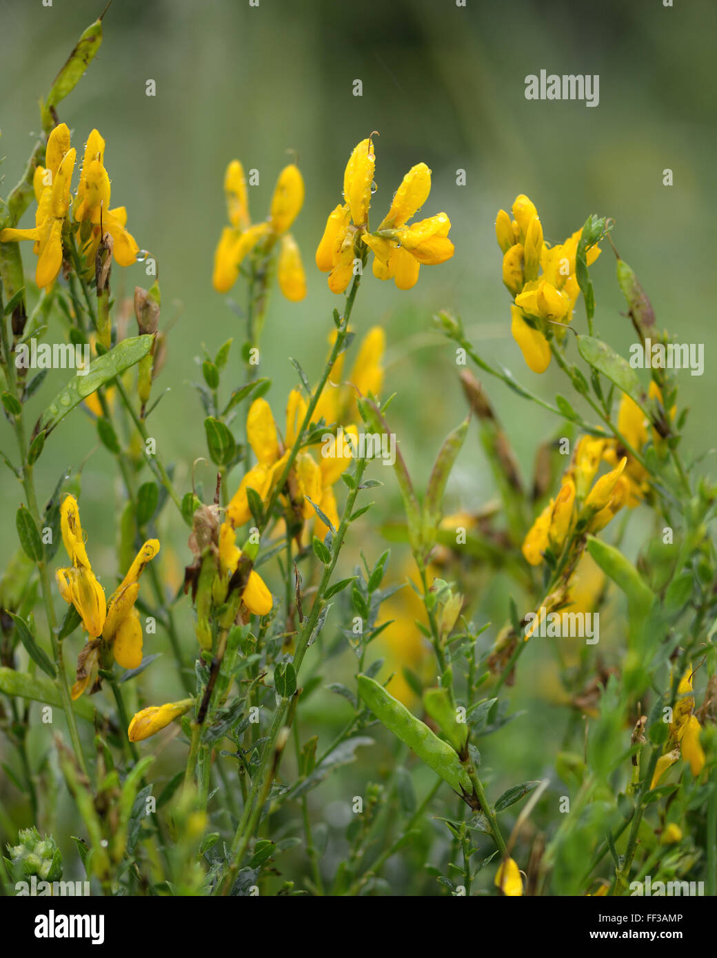 Dyer's Greenweed (Genista Tincoria) in Blüte. Eine Pflanze in der Erbse Familie (Fabaceae) historisch verwendet, um den Farbstoff zu produzieren Stockfoto