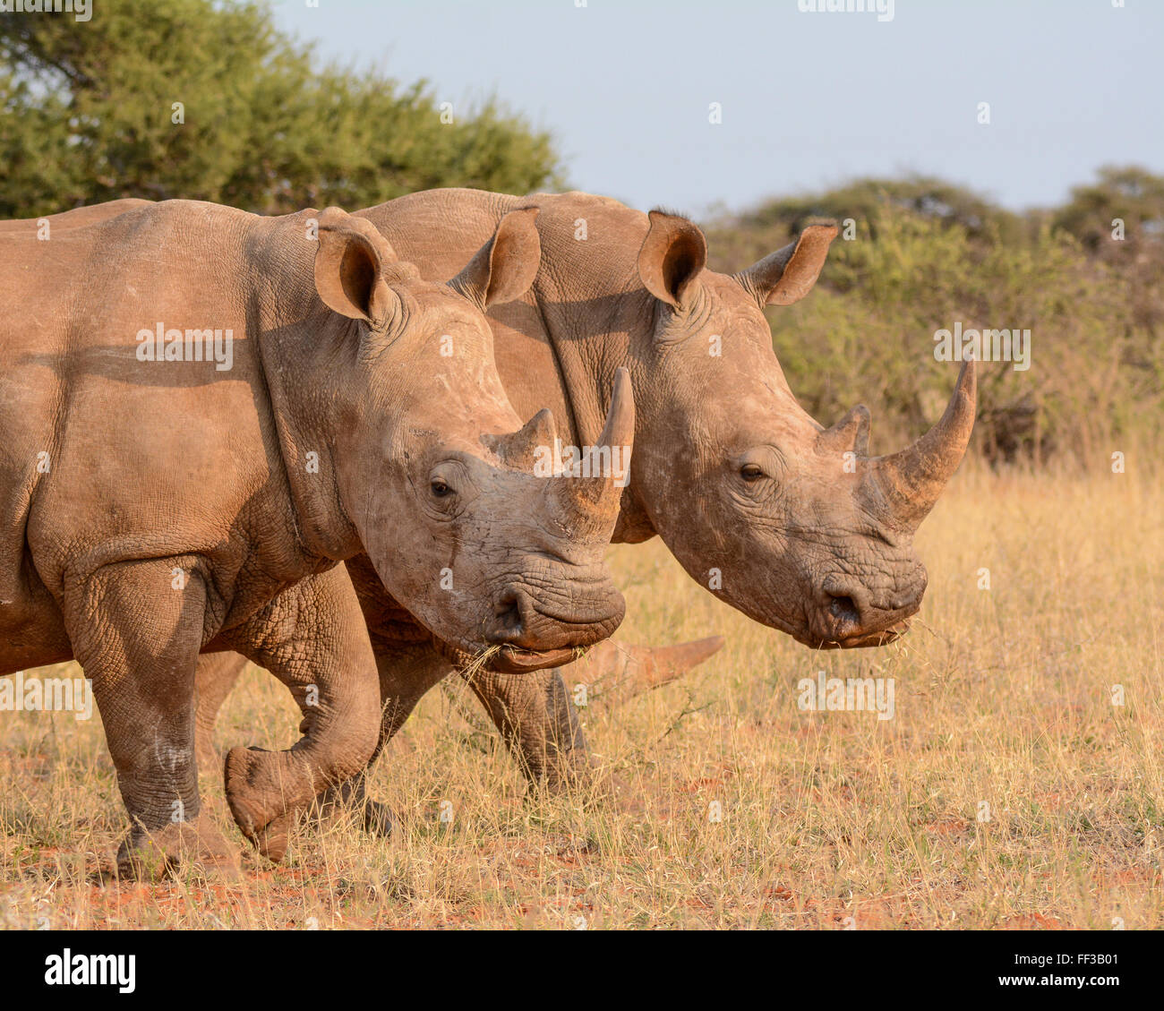 Zwei weiße Rhinos zu Fuß durch die Savanne Stockfoto