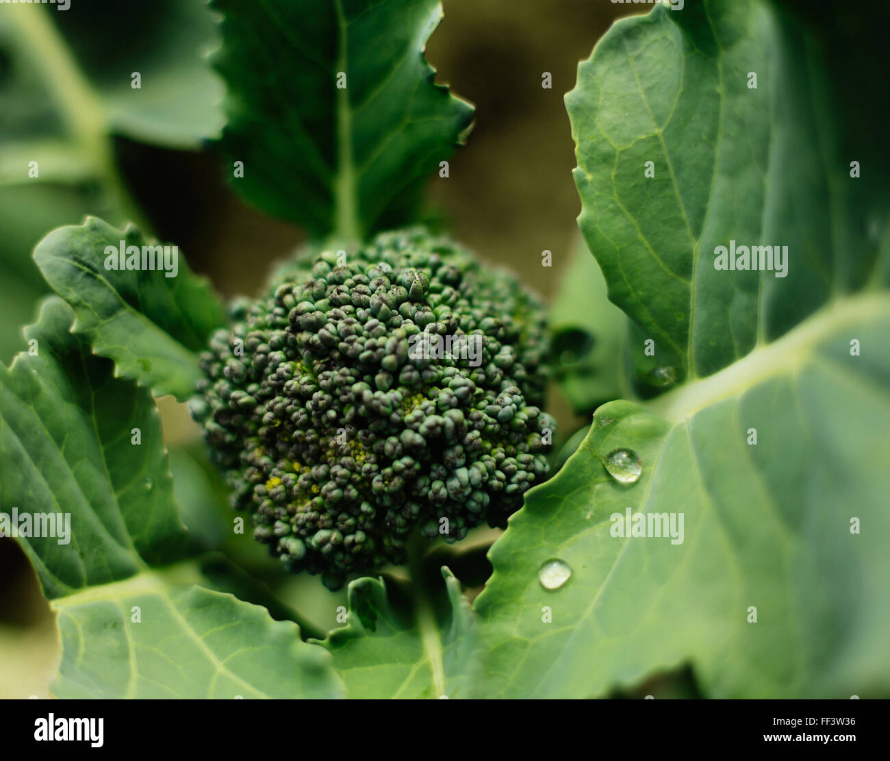 Brokkoli Raab wachsen auf einem Bio-Bauernhof Stockfoto
