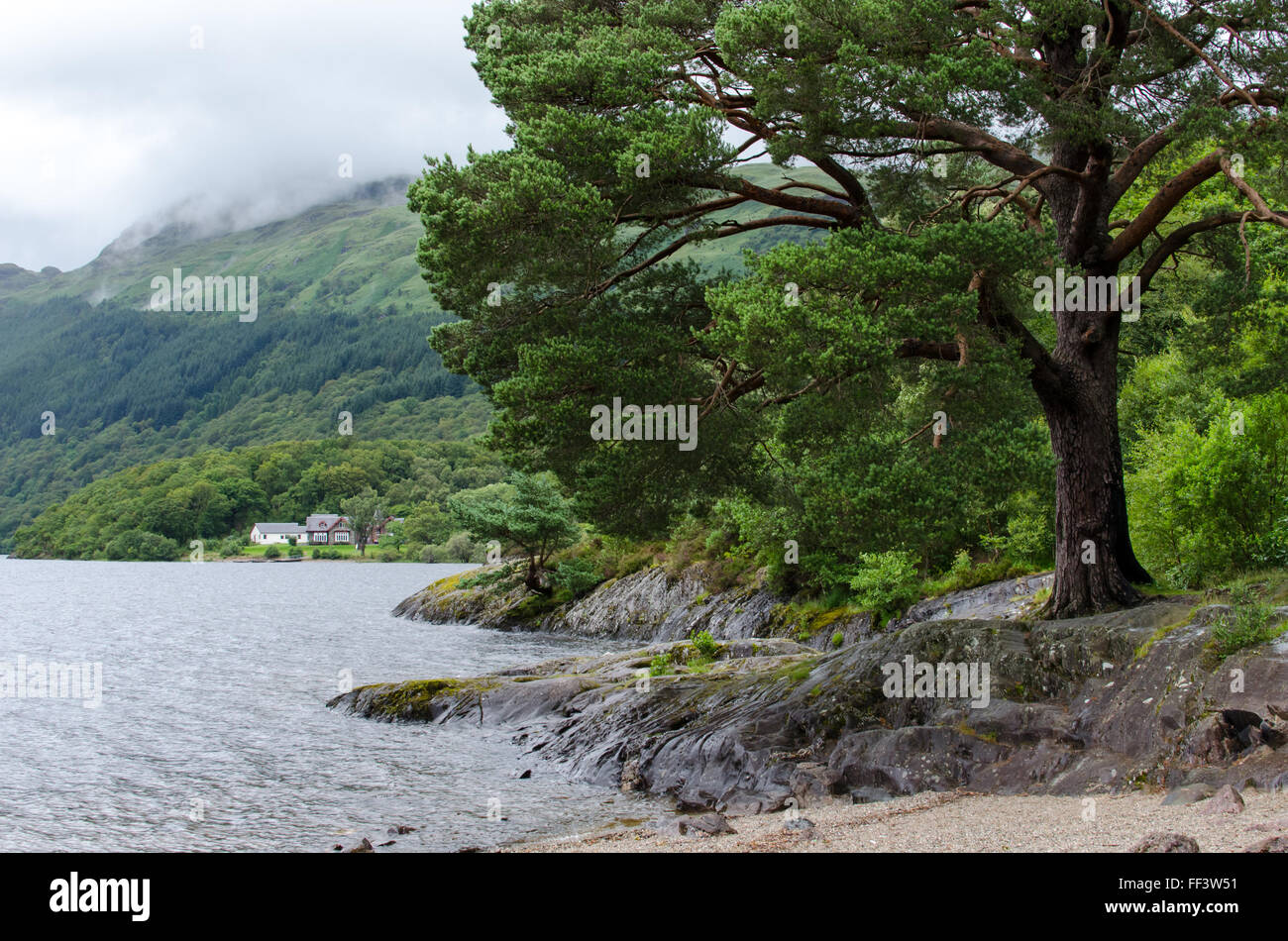 Loch Lomond in Schottland, in der Nähe von Glencoe UK Vereinigtes Königreich Großbritannien Europa großer Baum an der Küste in den Highlands-Bergen Stockfoto