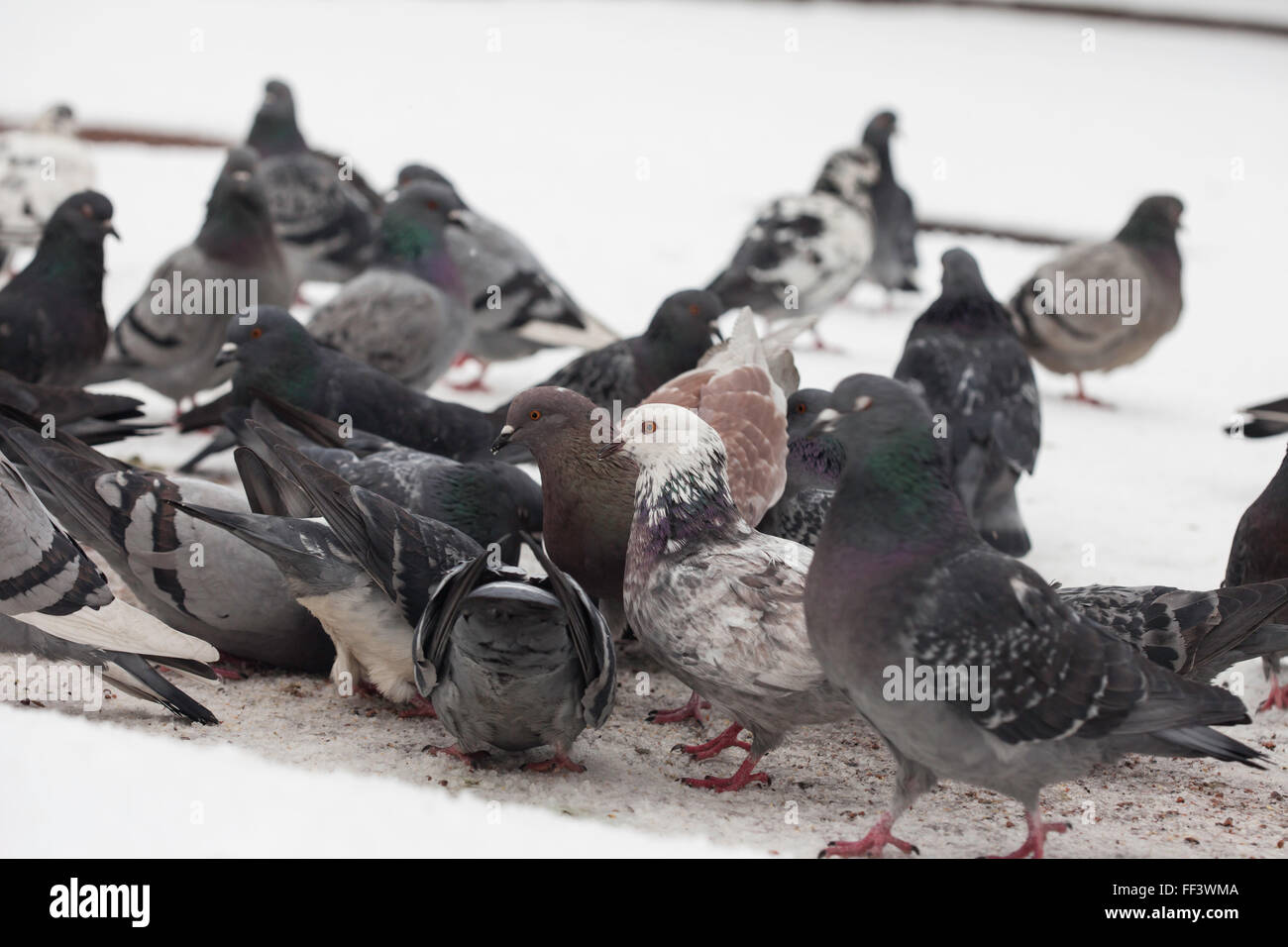 Gruppe von städtischen Wildtauben auf dem Schnee Stockfoto