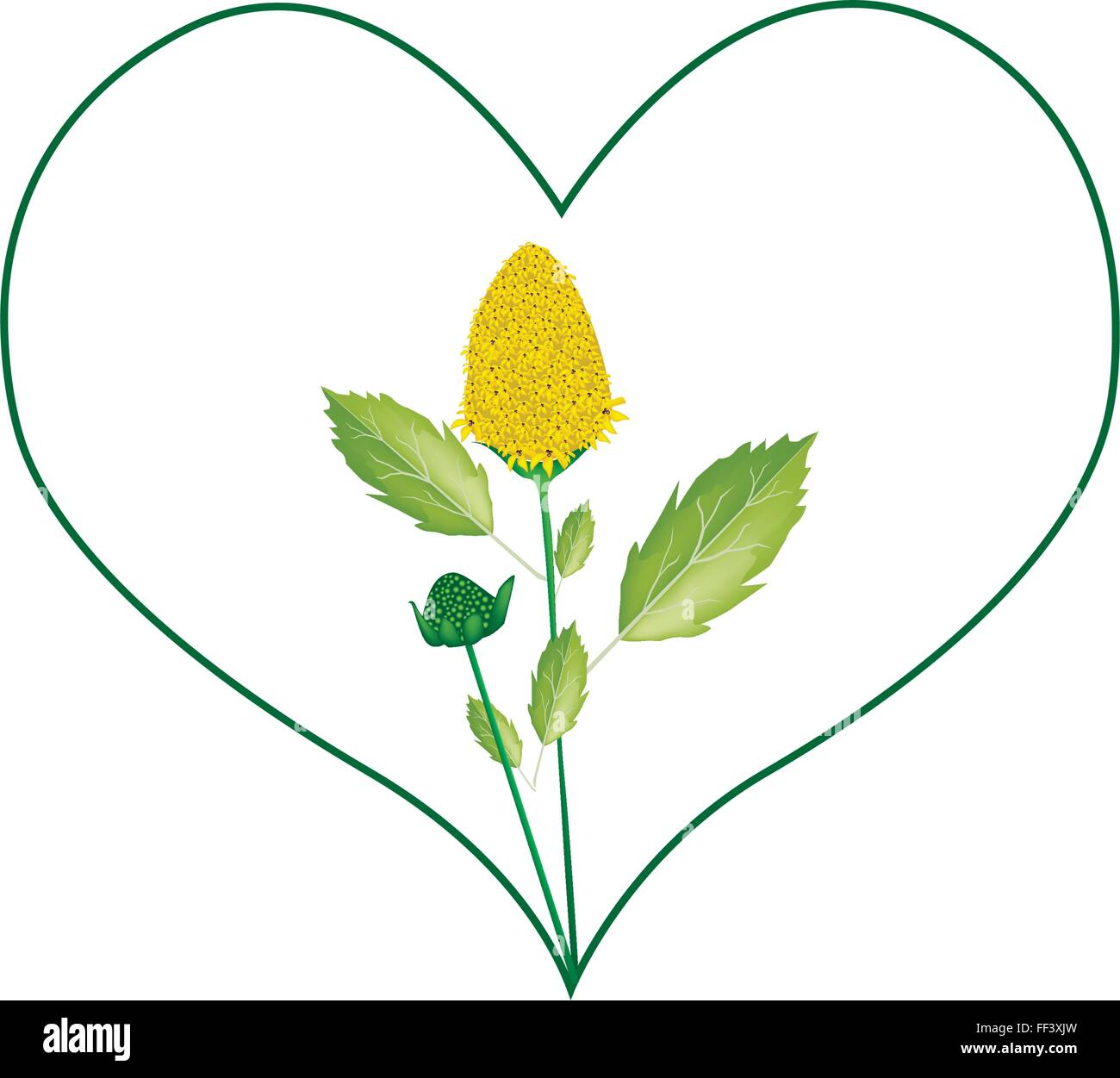 Liebe Konzept, Illustration von gelben Parakresse Blumen in Herzform bilden Isolated on White Background. Stock Vektor