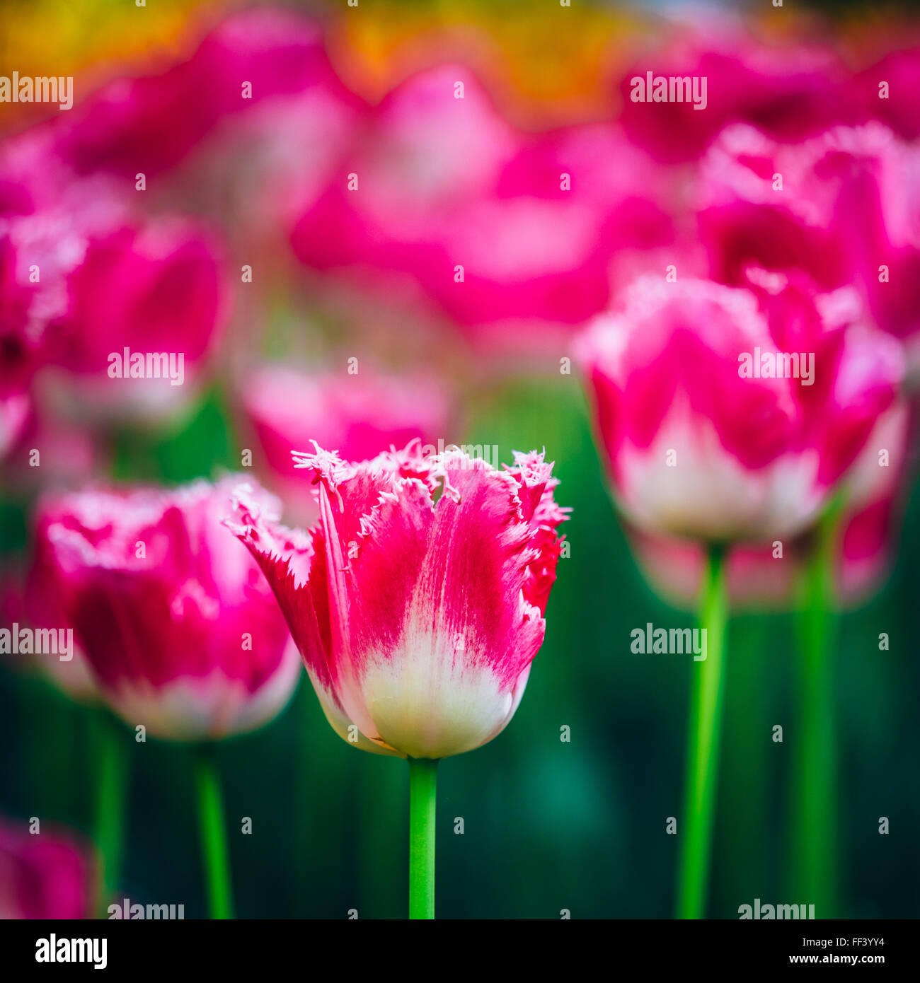 Weiße und rosa Blüten Tulpen im Frühling Garten Blumenbeet Stockfoto