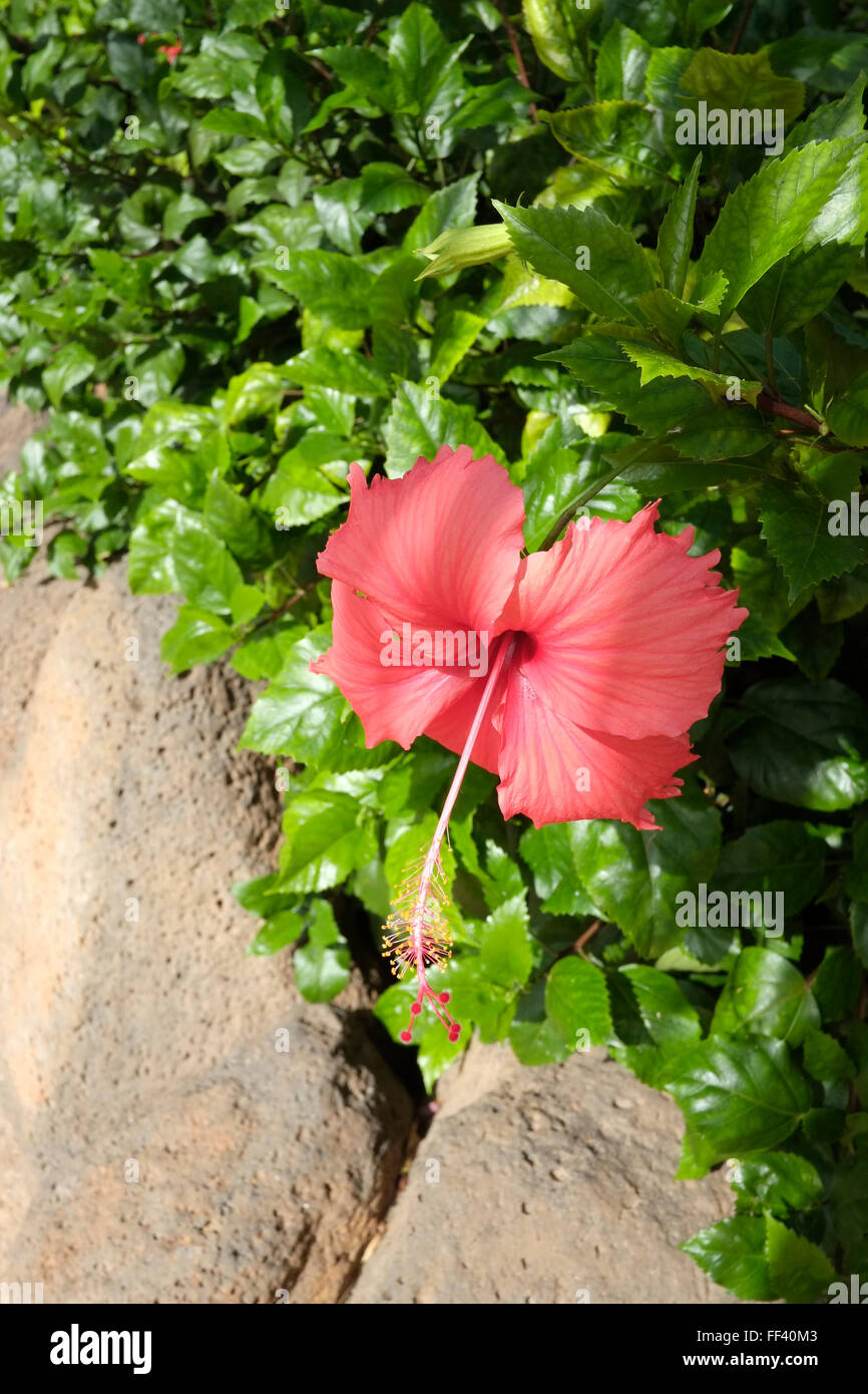 Hibiskus Blume Nummer 3555 Stockfoto