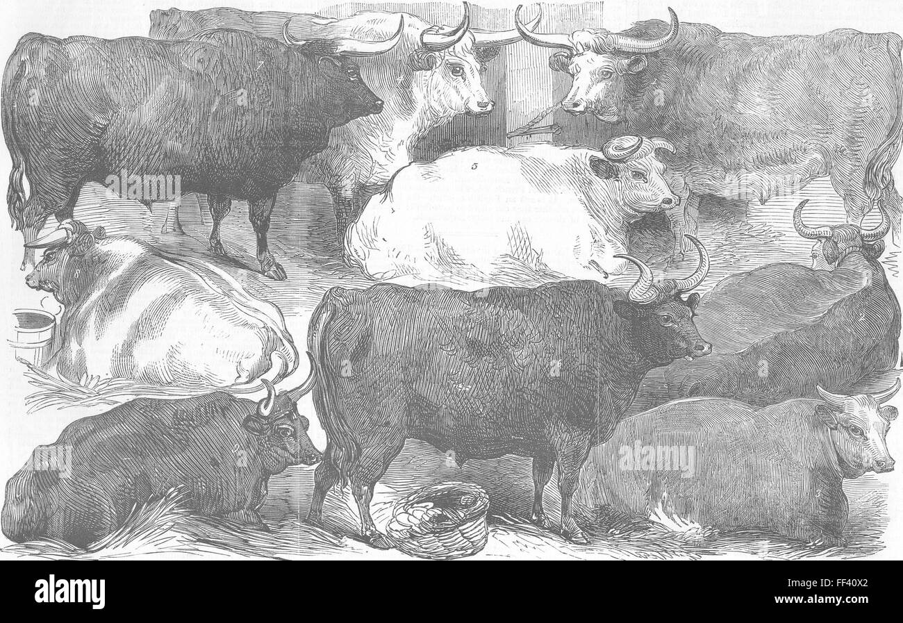 Kühe Hereford Rind & cow; weiße Shorthorn; Devon 1856. Illustrierte London News Stockfoto