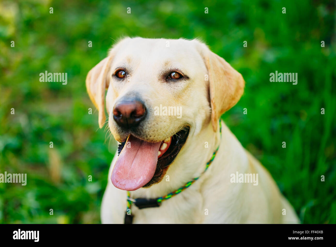 Lustige weiße Labrador Retriever Hund Close Up Portrait auf grünen Rasen Hintergrund Stockfoto