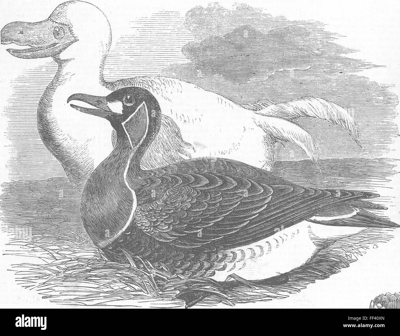 IRAN Vögel Gans & weißen Dodo aus Zeichnungen gemacht 1856. Illustrierte London News Stockfoto