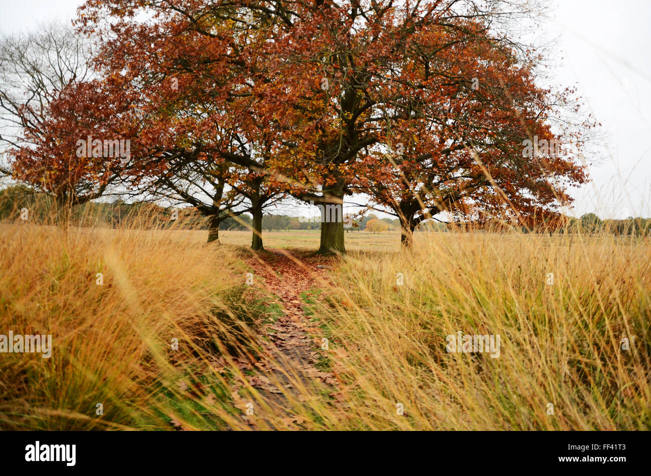 Bäume im Herbst in Richmond Park Stockfoto