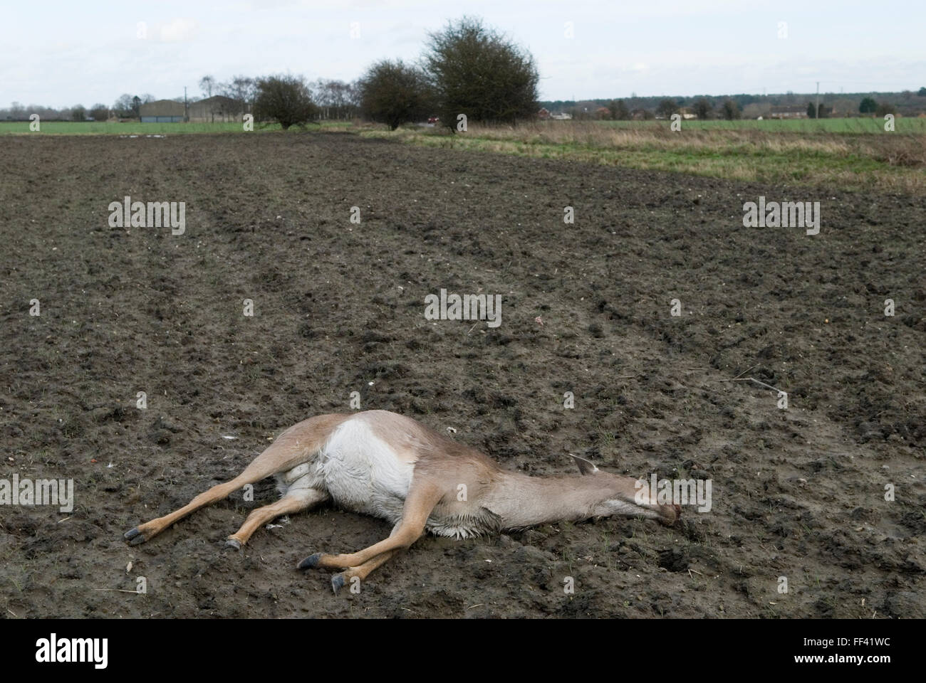 Roe Deer tot Landschaft Oxfordshire, wahrscheinlich getötet, von einem vorbeifahrenden Auto getroffen und dann in diesem nahe gelegenen Feld gestaffelt und starb. UK 2016 HOMER SYKES Stockfoto