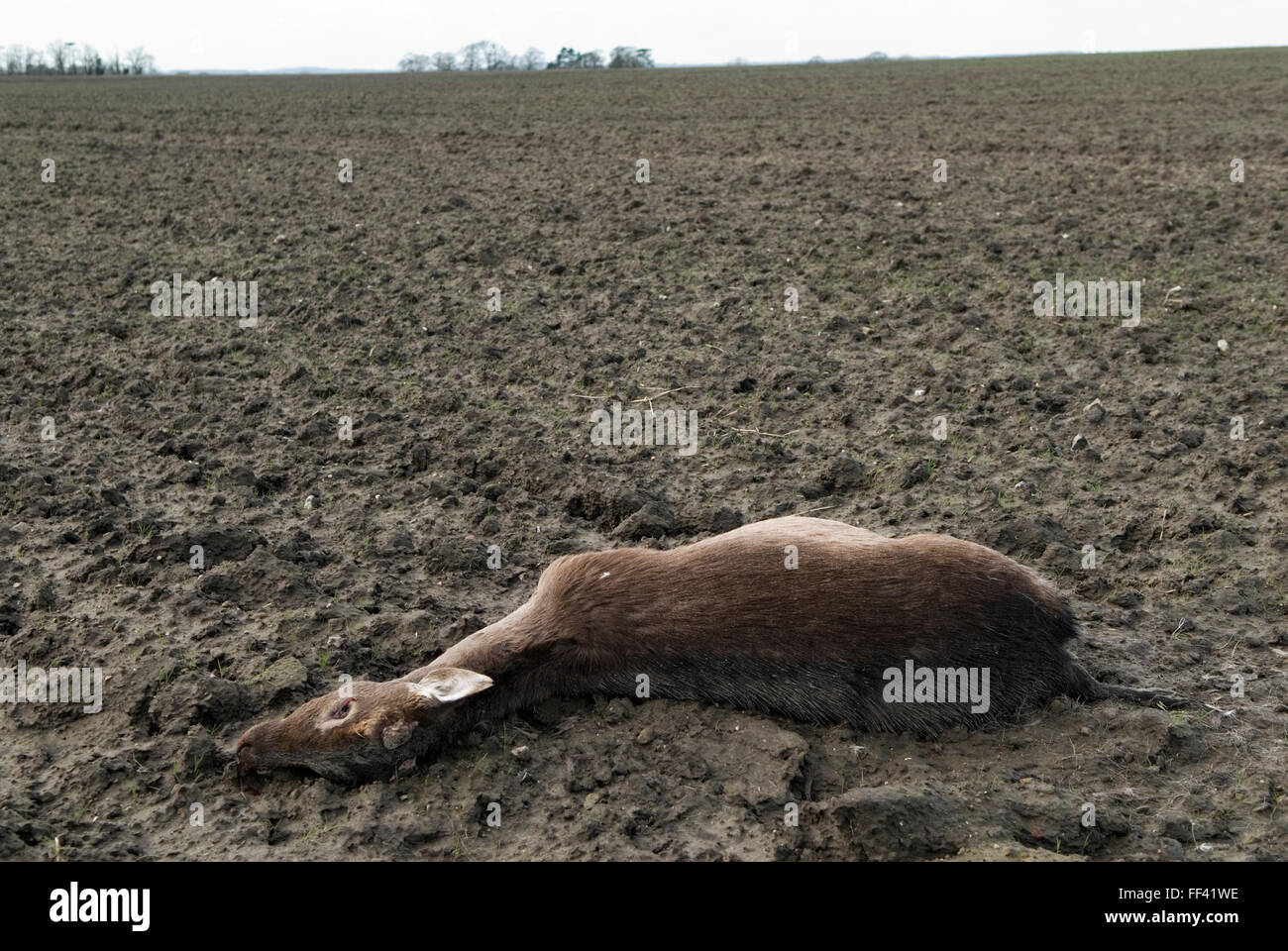 Roe Deer tot Landschaft Oxfordshire, wahrscheinlich getötet, von einem vorbeifahrenden Auto getroffen und dann in diesem nahe gelegenen Feld gestaffelt und starb. UK 2016 HOMER SYKES Stockfoto