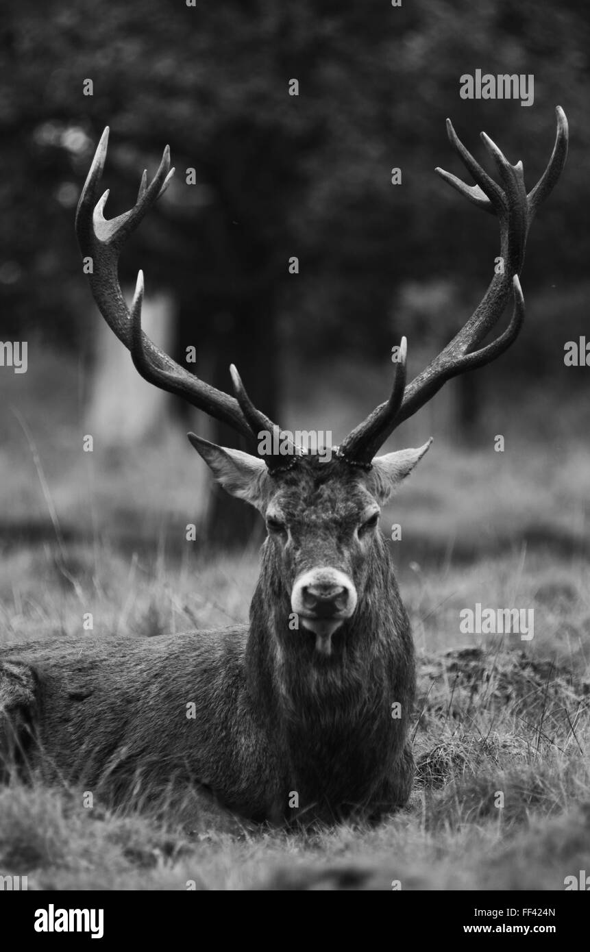 Hirsch durch das Gras Stockfoto