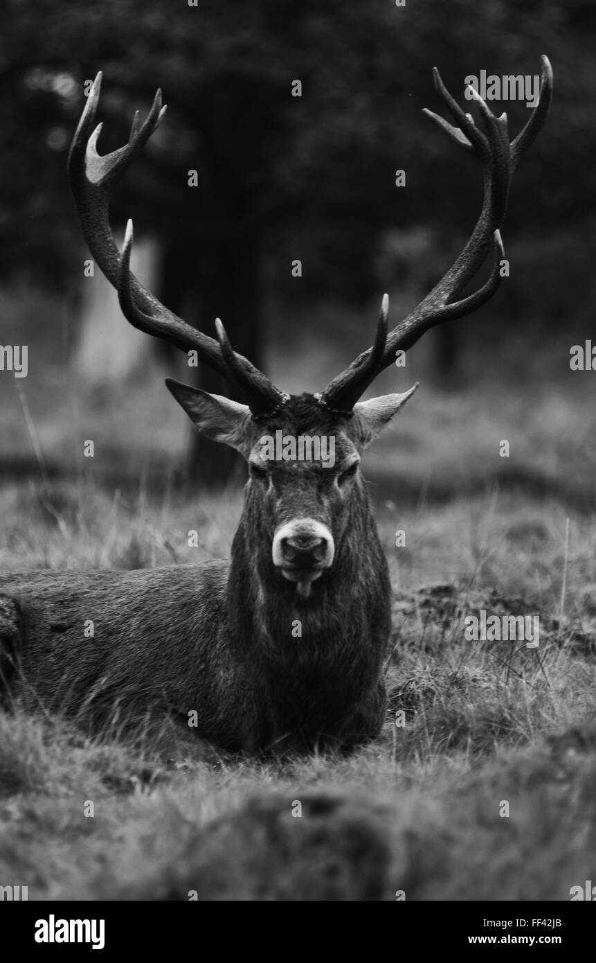 Reh aus dem Wald Stockfoto