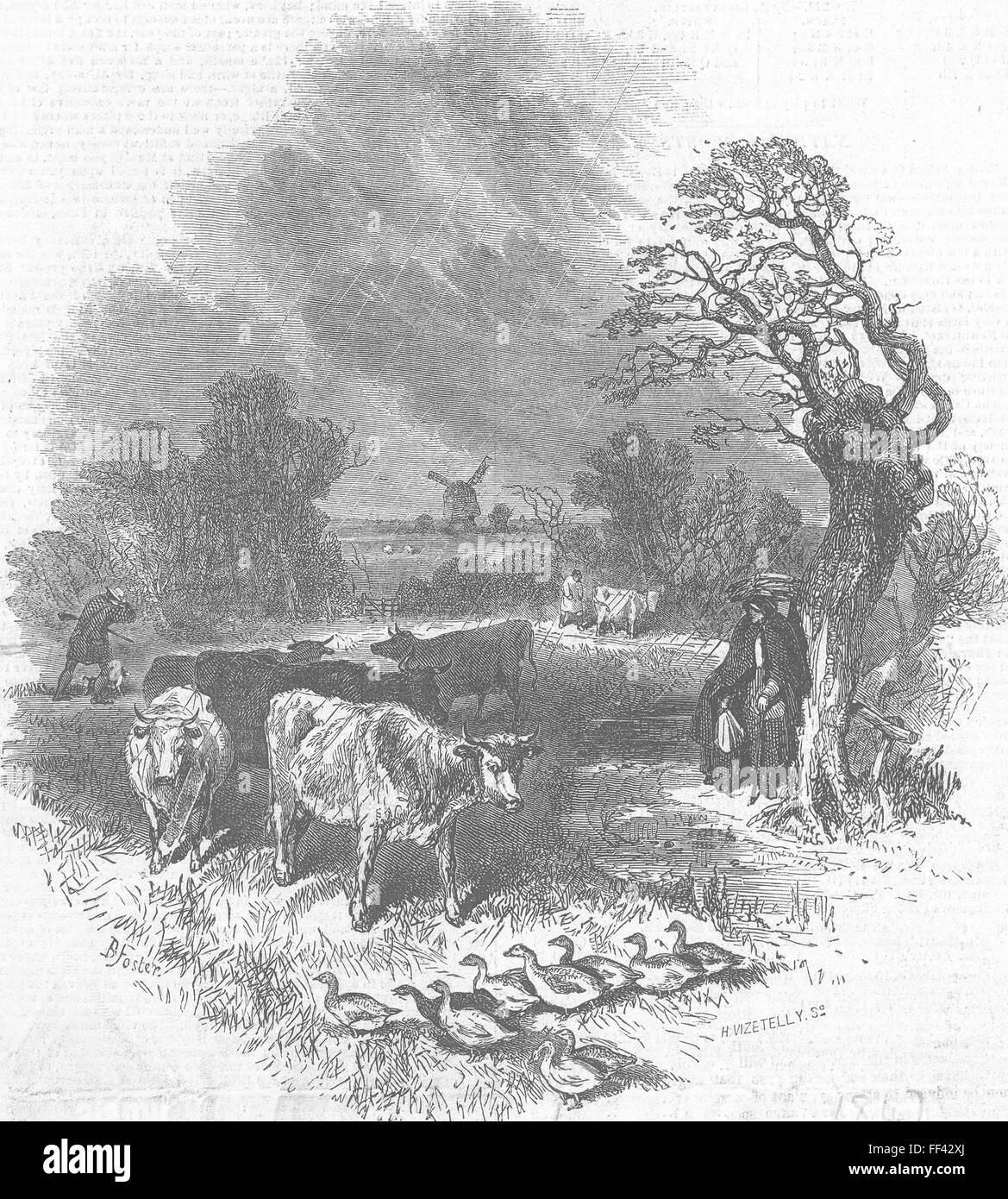 Kühe {Caption abgeschnitten} 1847. Illustrierte London News Stockfoto