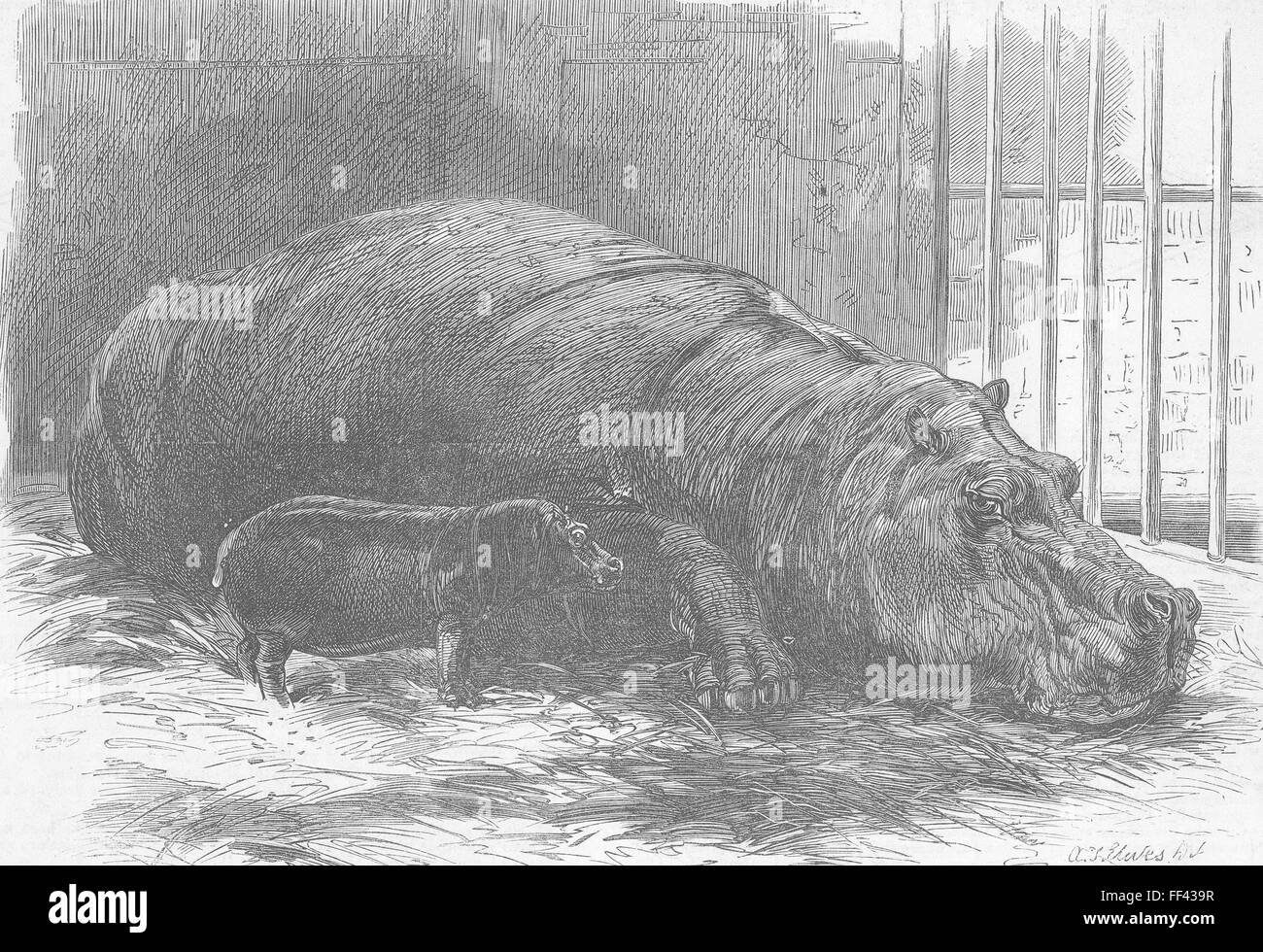 Junge Tiere Hippo & Damm, Zoo 1872. Illustrierte London News Stockfoto