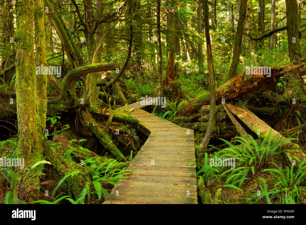 Ein Pfad durch üppigen Regenwald im Pacific Rim National Park Reserve auf Vancouver Island, Kanada. Stockfoto