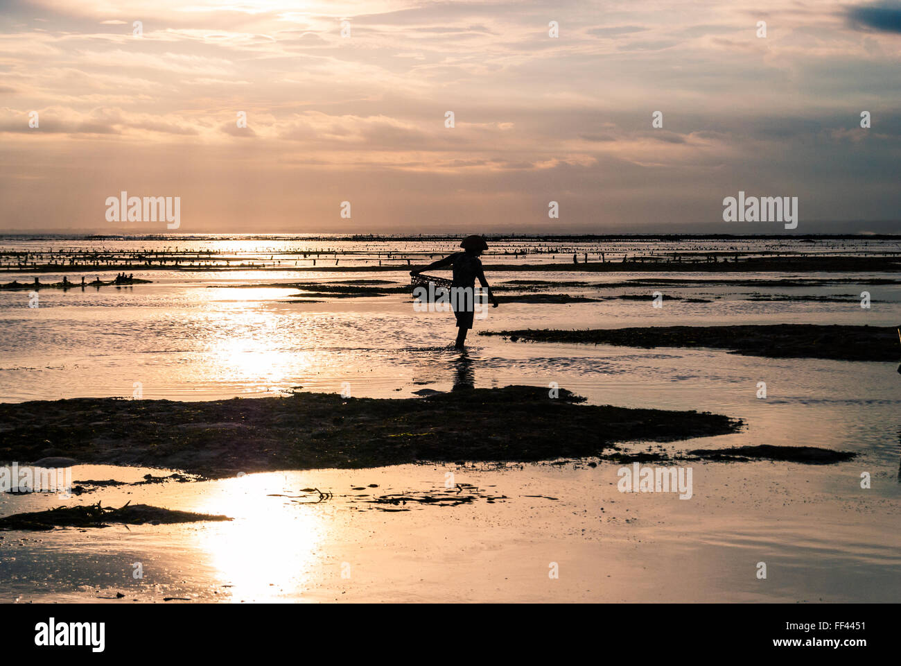 Ein Algen-Bauer arbeiten in den späten Nachmittag auf der Insel Nusa Lembongan, Bali, Indonesien. Stockfoto