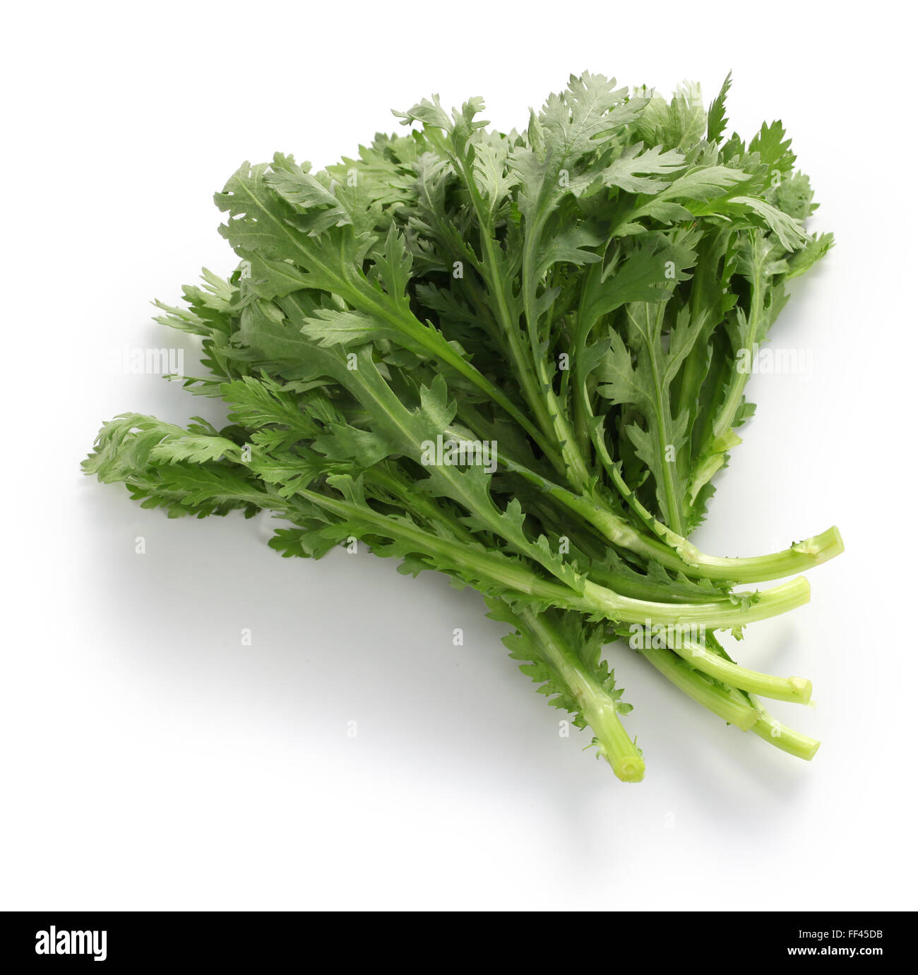 Krone, Daisy, Chop Suey grün, Shungiku, Chrysantheme Grüns isoliert auf weißem Hintergrund Stockfoto