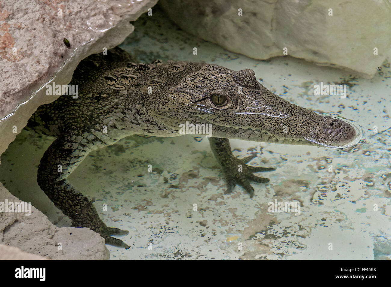 Lauern Spitzkrokodil (crocodylus acutus) Mexiko Stockfoto