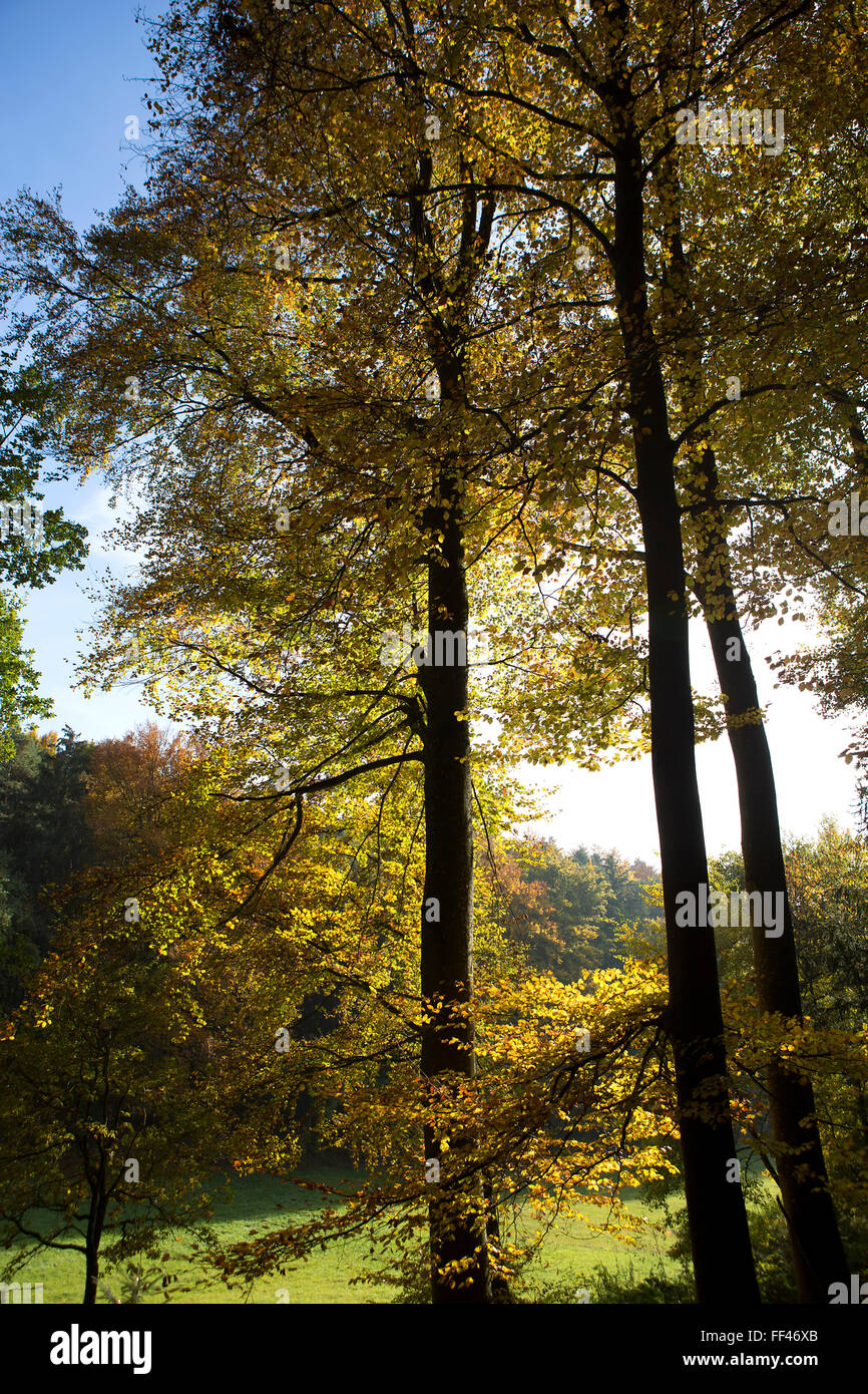 Bunte herbstliche Blätter im Wald Stockfoto