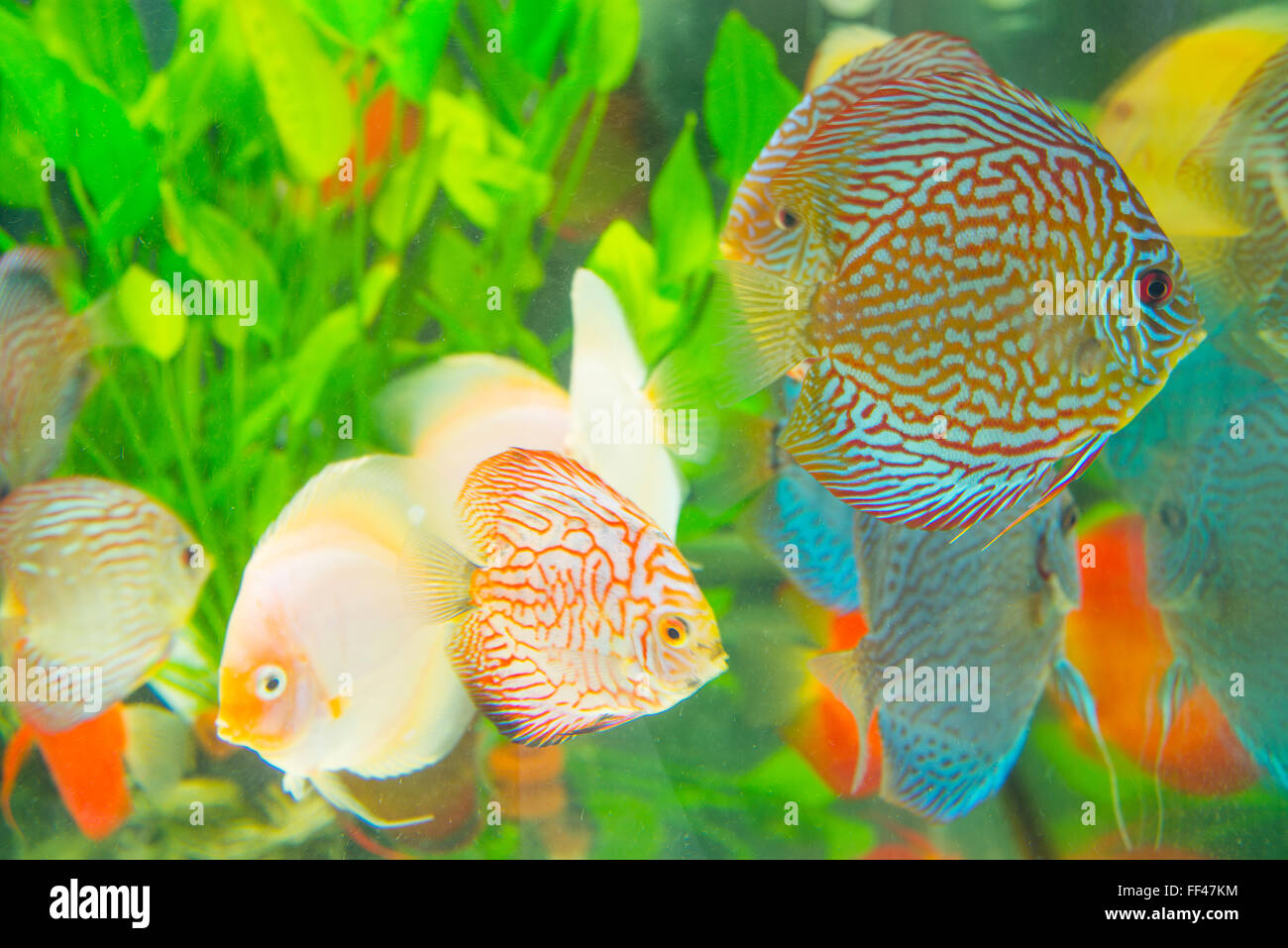 Tropische Fische in einem Aquarium. Stockfoto