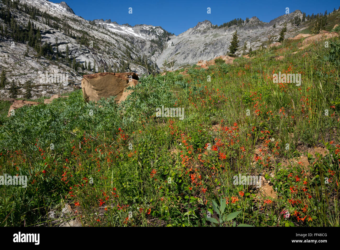 CA02792-00... Kalifornien - Scarlet Gilia blühenden Wiese entlang der Granite Creek Trail in der Dreiheit-Alpen-Wildnis. Stockfoto