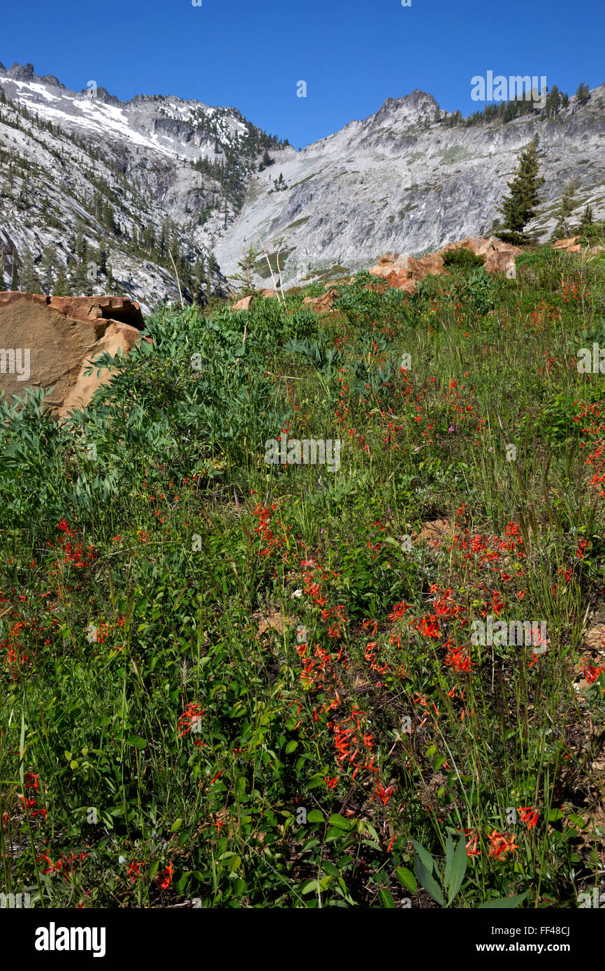 CA02793-00... Kalifornien - Scarlet Gilia blühenden Wiese entlang der Granite Creek Trail in der Dreiheit-Alpen-Wildnis. Stockfoto